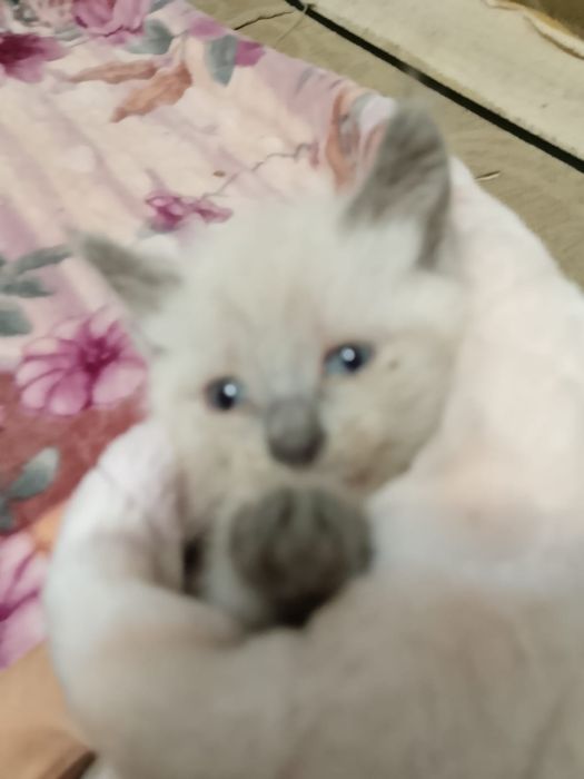 Отдам котят в добрые руки