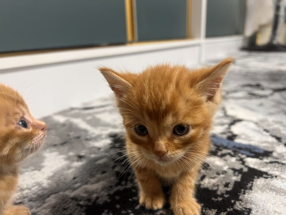 Bengal mushukchalar sotiladi