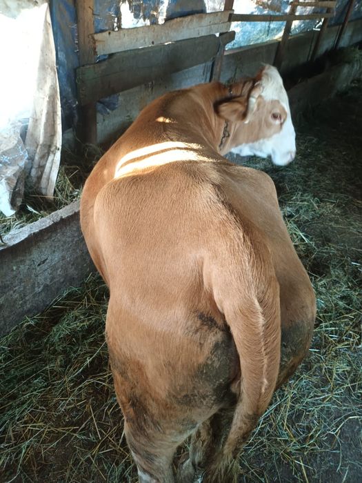 Vaca De abator 700kg