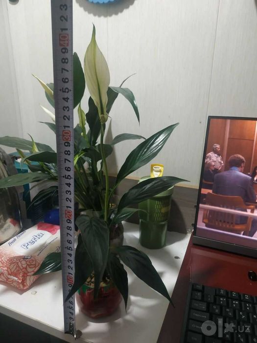 gul sotiladi Spatifillum Peace Lily ayol baxti