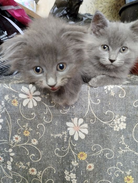 Радость(котятки) для серьезных людей