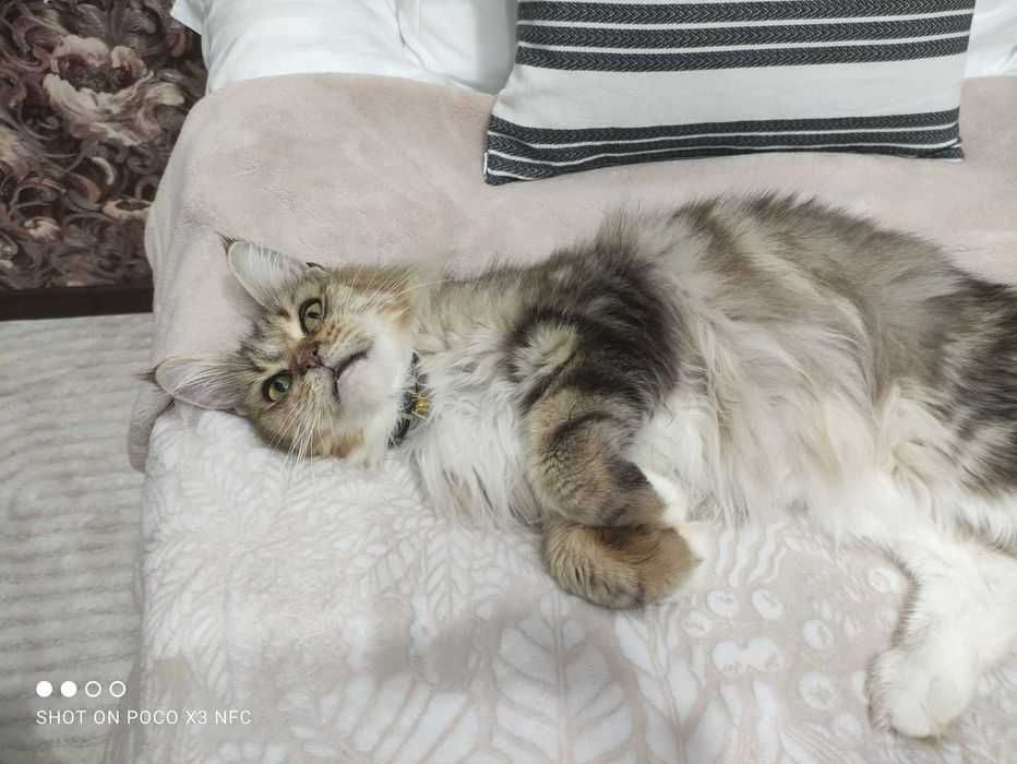 Срочно продаётся Майн-кун дрессированный умный послушный