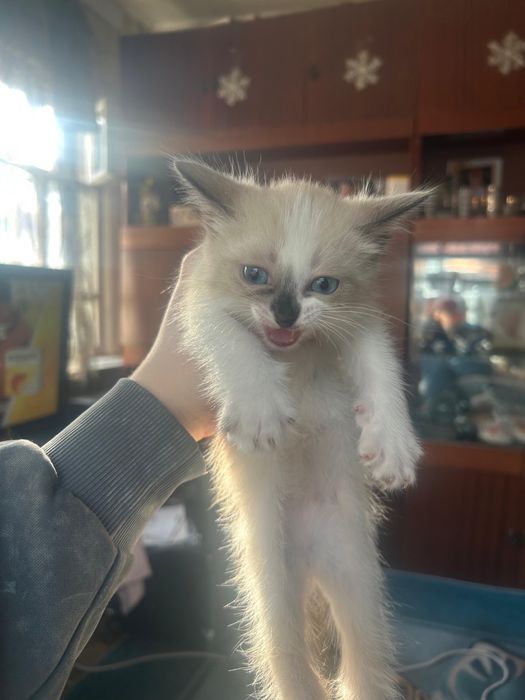 Отдам котенка в добрые руки