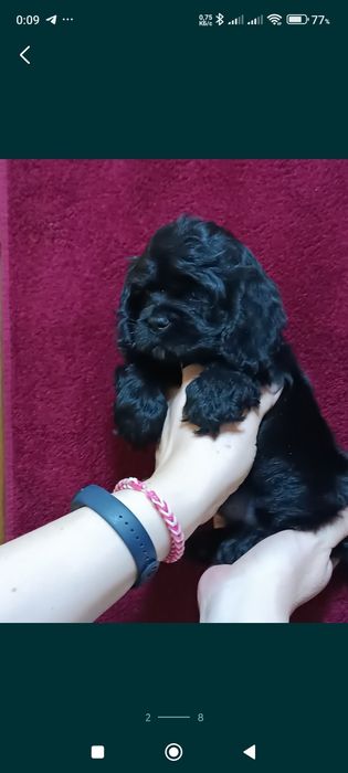 Клубные американские кокер спаниели