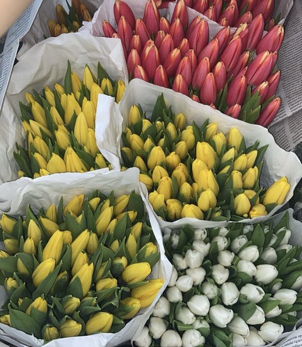 Тюльпан оптом от 350 тенге!