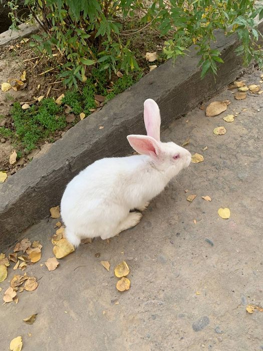 Hikol quyon sotiladi