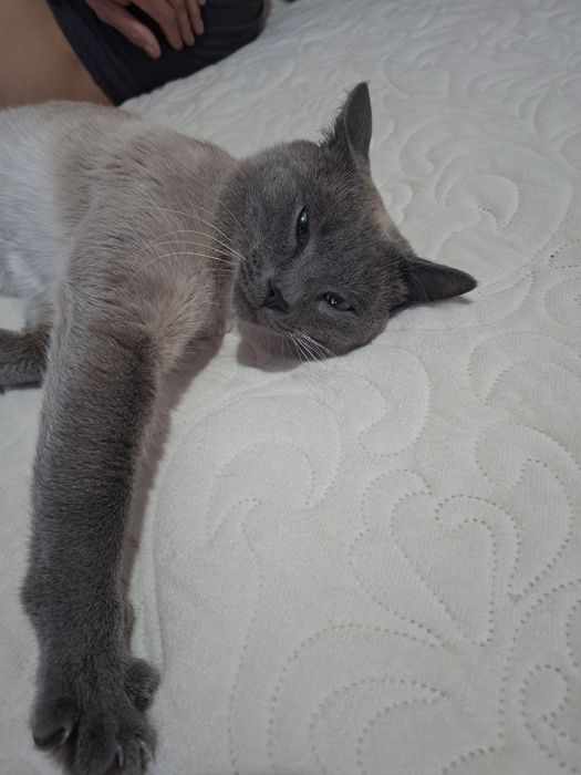 Кот ищет кошку для вязки