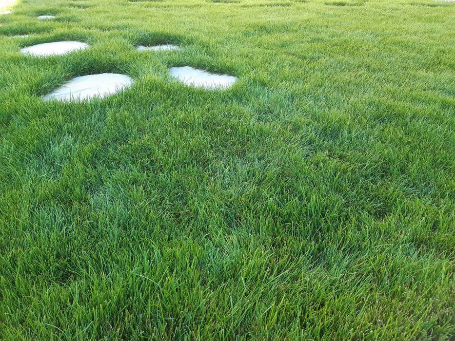 Insamantare gazon si alte specii perene