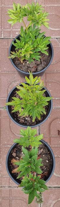 Bujori ROSU aprins, Margaritati parfumati, Lavanda la ghiveci,