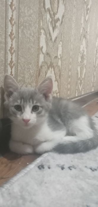 Котята к добрым рукам