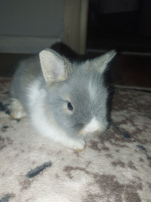 Pui iepurasi rasa pitica nu cresc ,urechiuse mici!