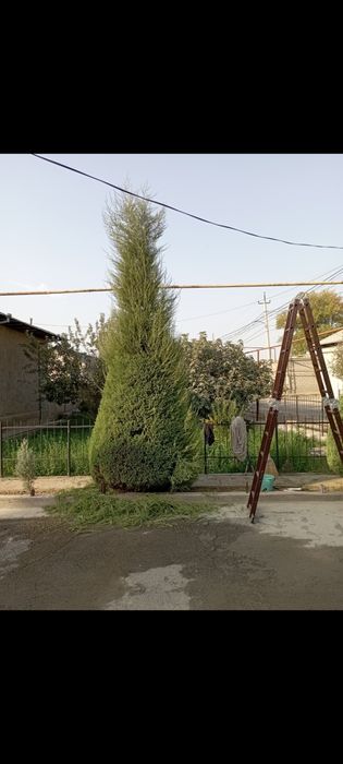 Gazon oʻrish archa kesish 12 -yillik agranom