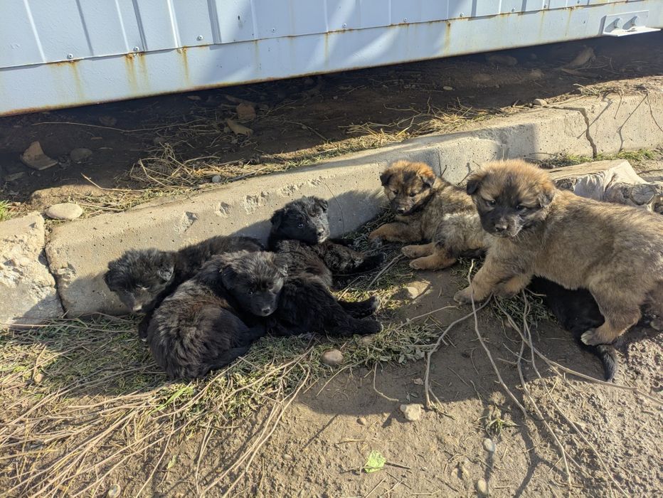 Собака Щенки щенок дворняги