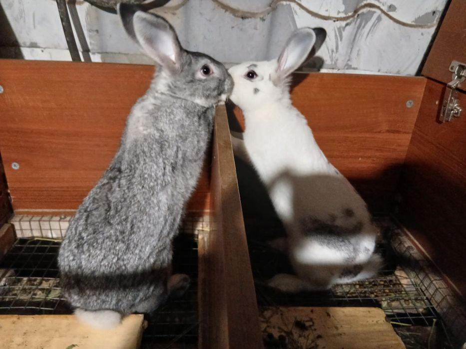 Продаются кролики с