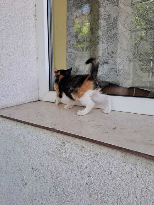 Adoptie pisicuta mica foarte draguta