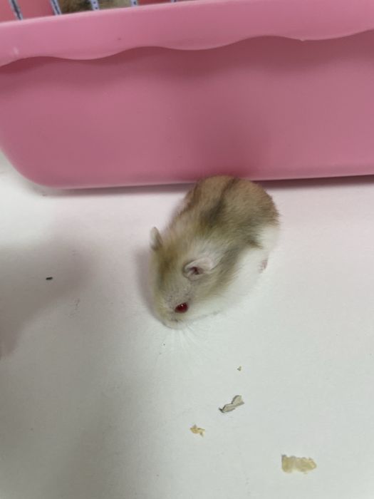 Продам хомячков Роборовского