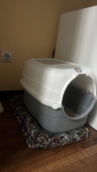 Кошка британка ласковая