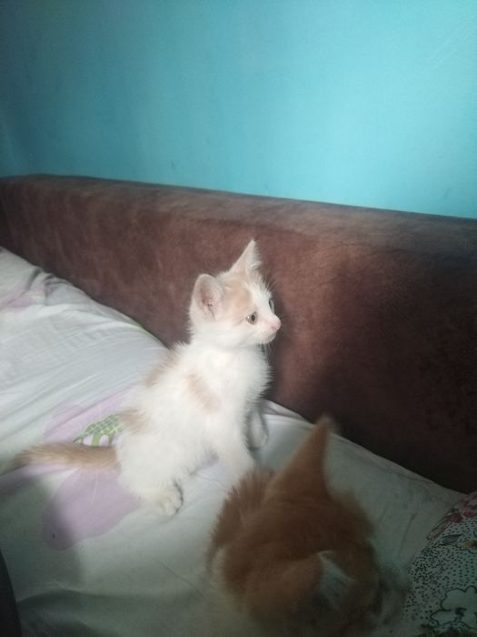 Отдам в хорошие руки