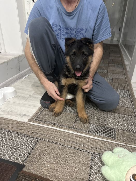 Щенок немецкой овчарки