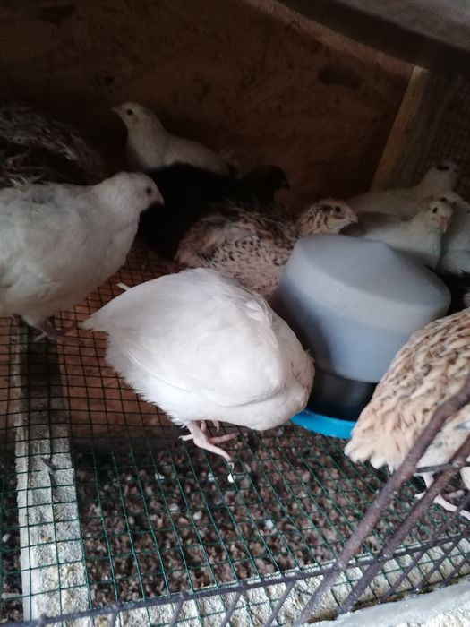 Vând prepelițe polare tinere