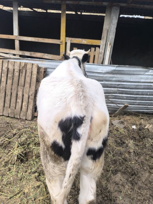 Galshteyn zotli g'unajin