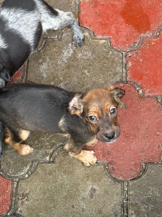 Щенки спаниеля.