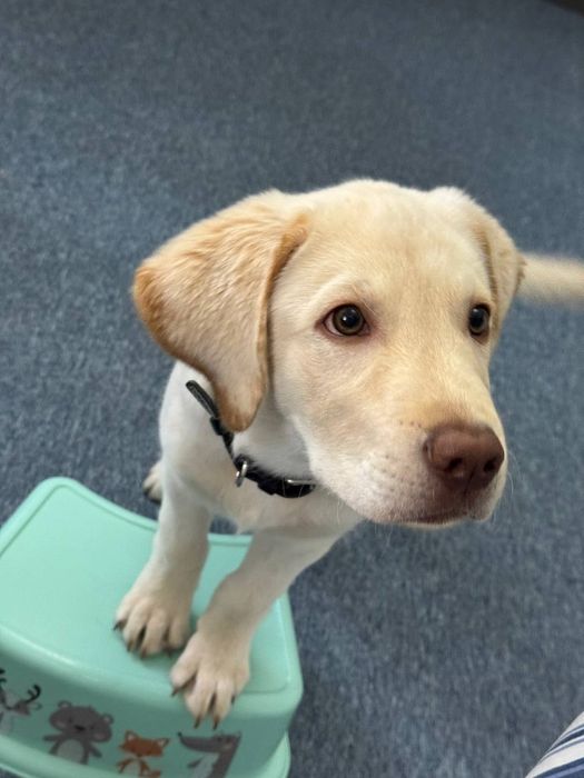 Щенок лабрадора для семьи, 4 месяца