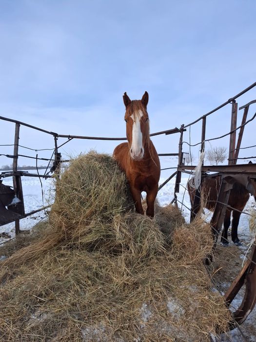 Продам жеребца 4 года