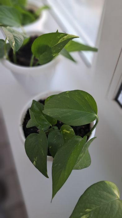 Цветы комнатные не требуют пересадки