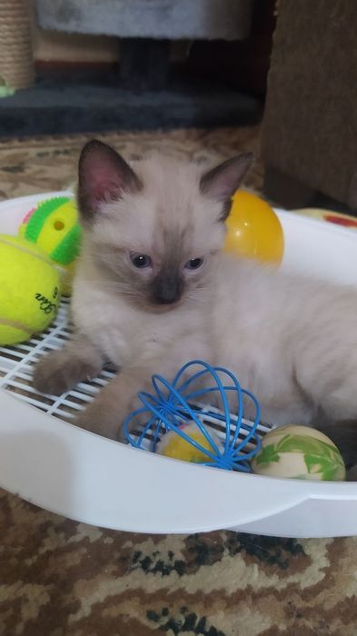 Недорого котёнок- мальчик.