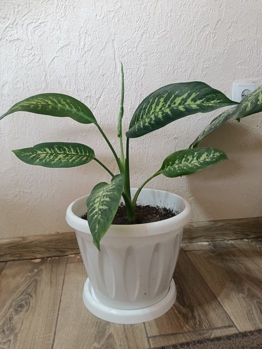 Срочно!!! Распродаю Комнатные цветы