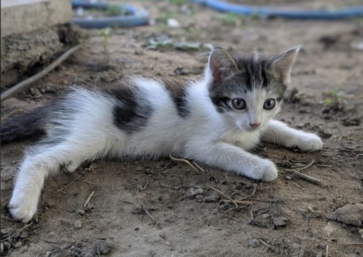 Отдам котят в добрые руки