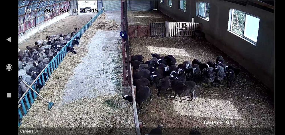 150бр.Romanovski ovce Романовски овце