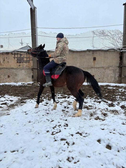 Продается лошадь Англо Араб