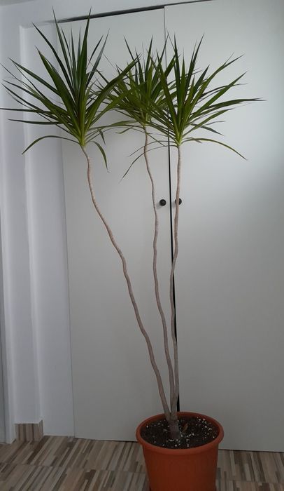 Dracena 1,70 m, planta ornamentala