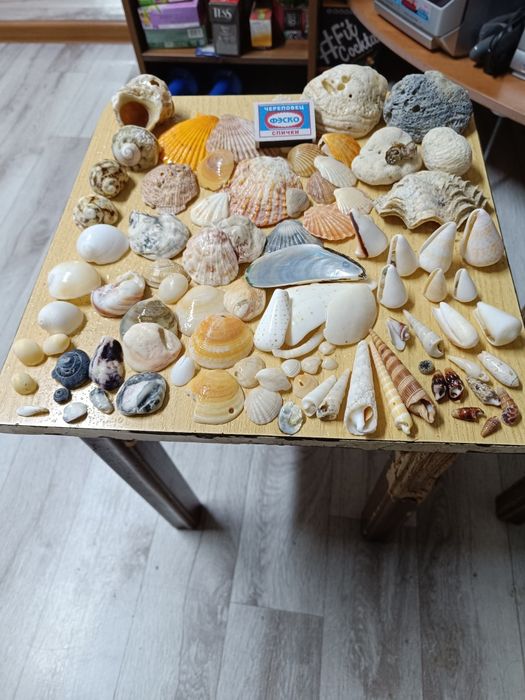 Продаются ракушки.