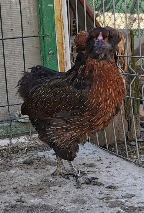 Oua Araucana potarnichiu, rasa pura