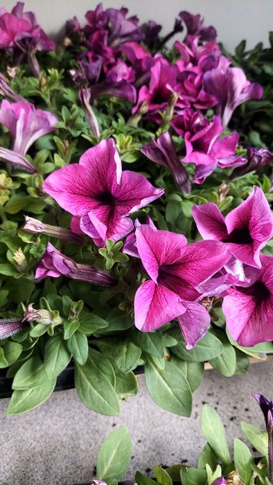 Рассада петуния, бархатцы