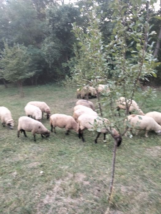 Oi de vanzare mesteacăn