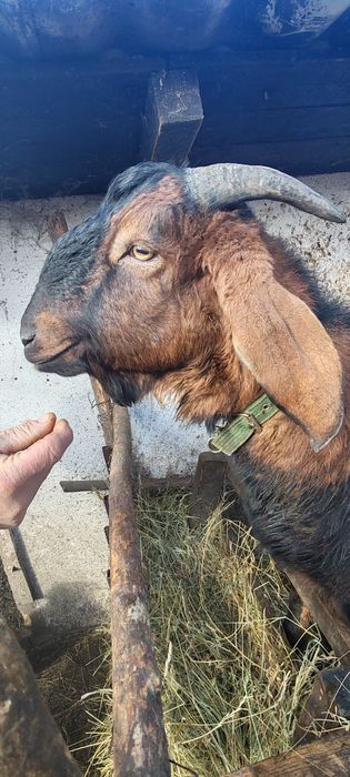 Vând ȚAP Anglonubian