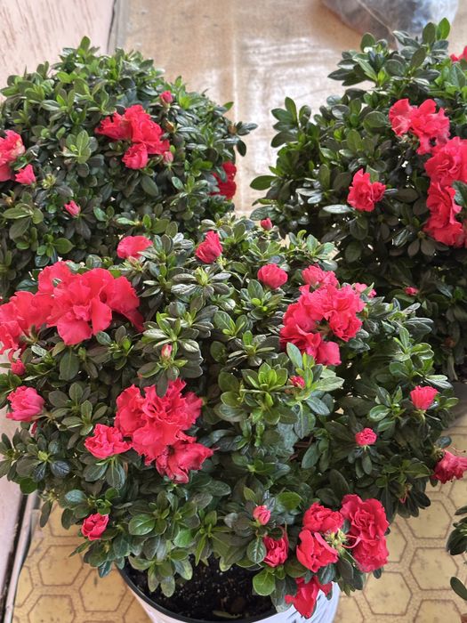 азалия шымкент арзан багада