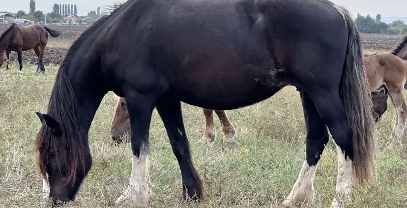 Лошади Жеребята Кобылы