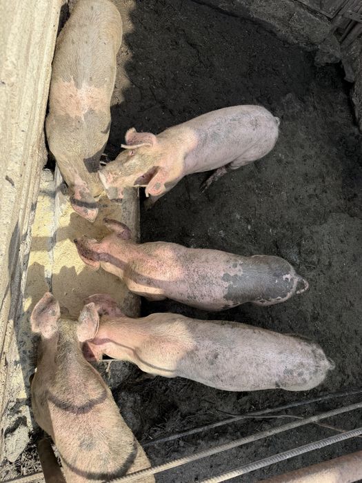 Animale de vanzare