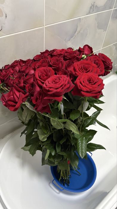 Свежий Роза 51 шт