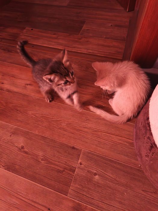 Котята в добрые руки.