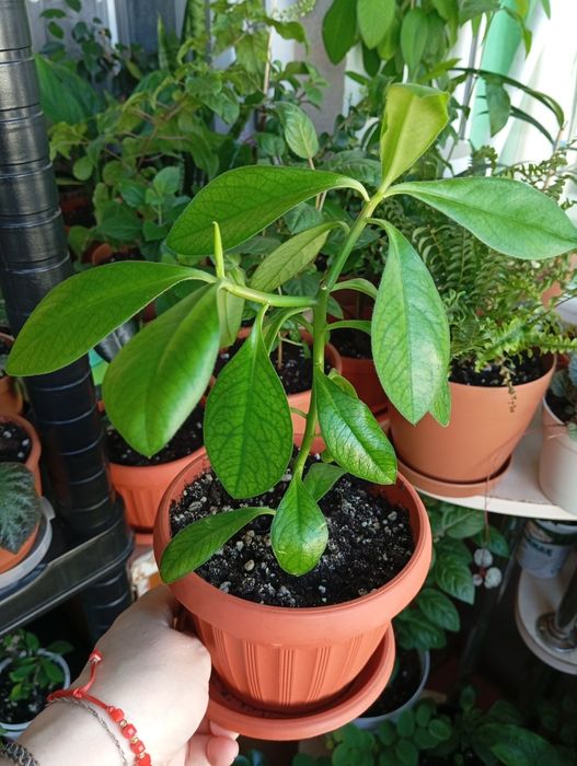 Продам комнатные растения