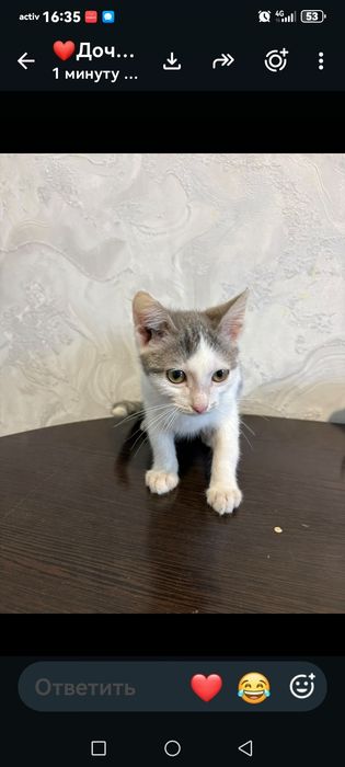 Отдам котёнка в хорошие руки