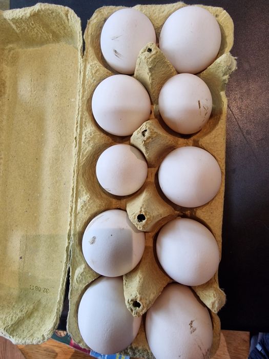 Яйце от сребърен бракел