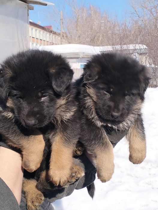 Продаются щенки немецкой овчарки