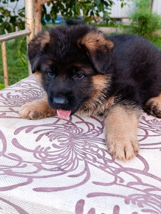 Продается немецкий щенки